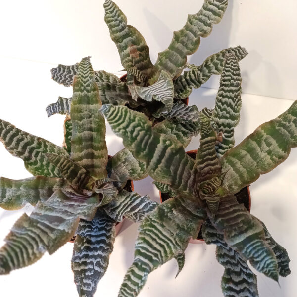 Cryptanthus zonatus skrytokwiat Cryptanthus zonatus skrytokwiat