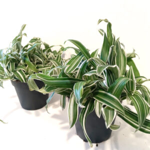 Murdannia loriformis Alba Aquilone