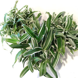 Murdannia loriformis Alba Aquilone
