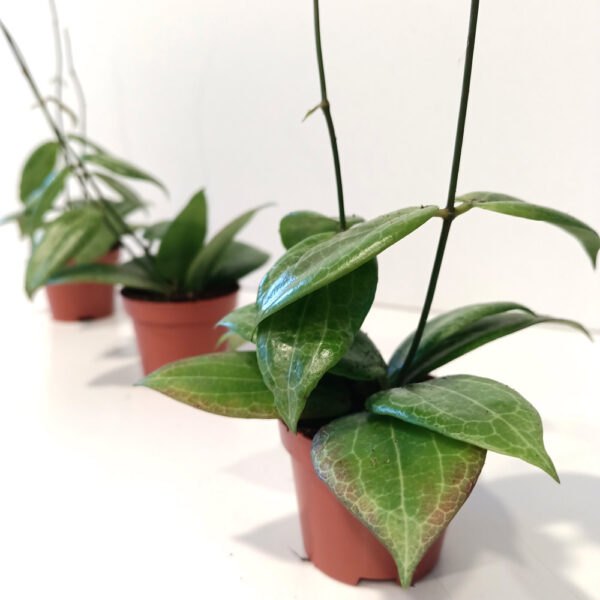 Hoya Fitchii