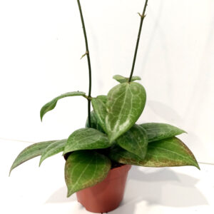 Hoya Fitchii