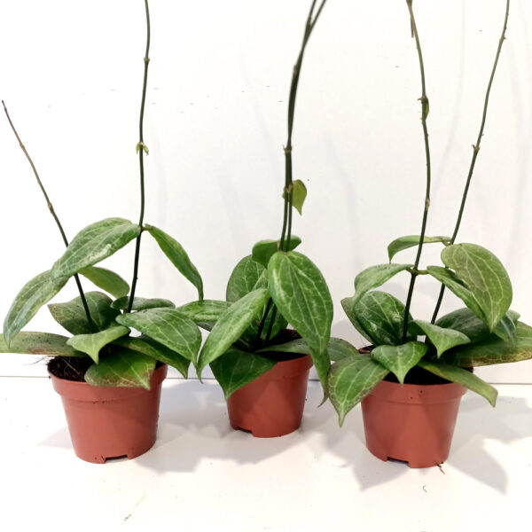 Hoya Fitchii Hoya Fitchii