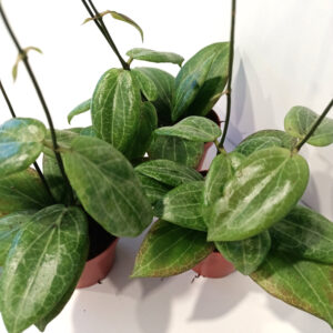 Hoya Fitchii