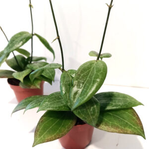 Hoya Fitchii