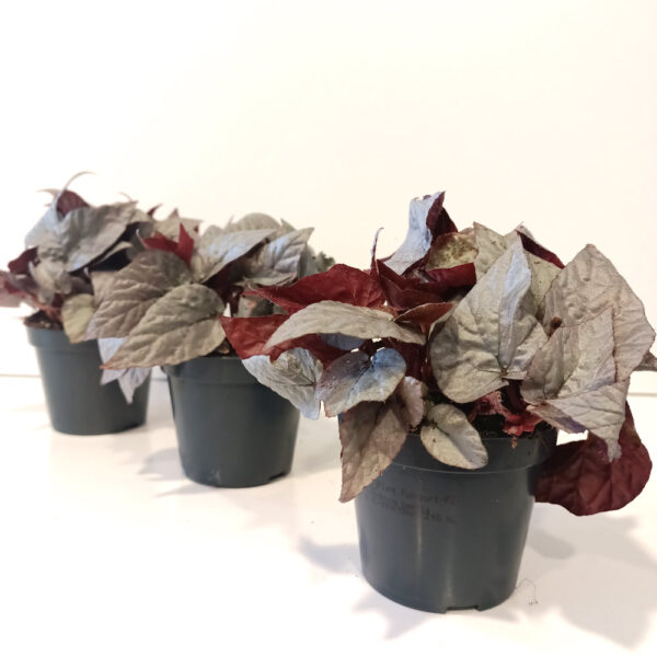 Begonia Silver Limbo Begonia Silver Limbo