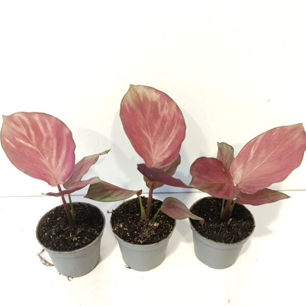 Calathea Silver Plate