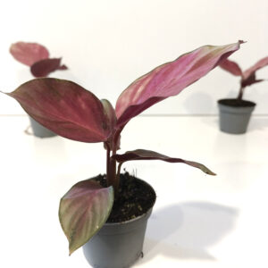 Calathea Silver Plate