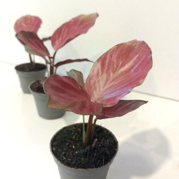 Calathea Silver Plate