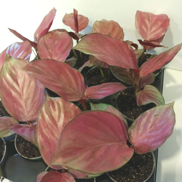 Calathea Silver Plate
