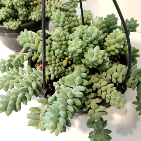 Sedum Burrito