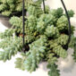 Sedum Burrito