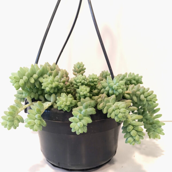 Sedum Burrito Sedum Burrito