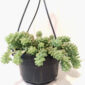 Sedum Burrito