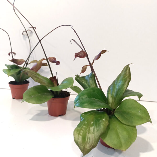 Hoya chunii (Hoya chuniana)