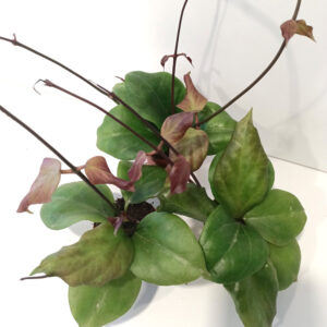 Hoya chunii (Hoya chuniana)