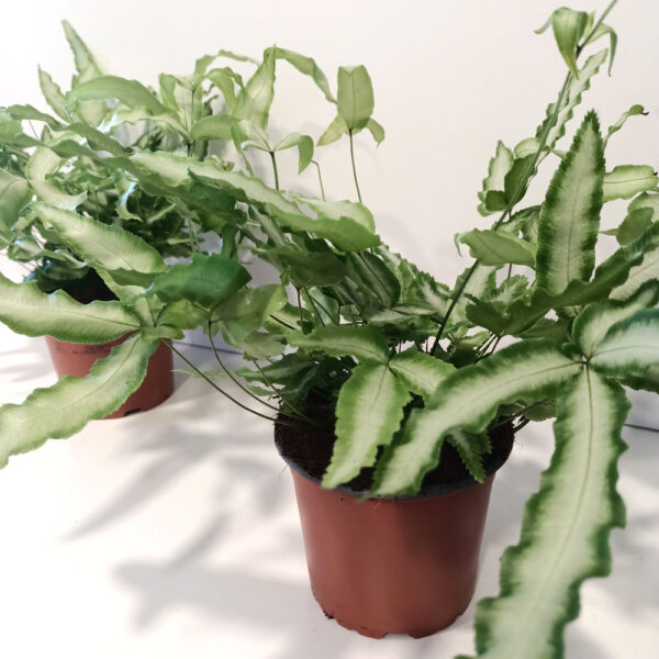 Pteris Cretica Albolineata-paproć