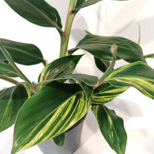 Alpinia Zerumbet variegata
