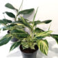 Alpinia Zerumbet variegata