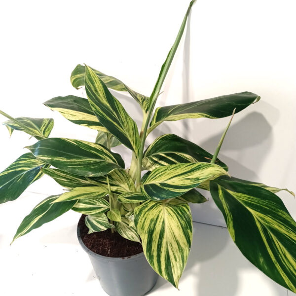 Alpinia Zerumbet variegata Alpinia Zerumbet variegata