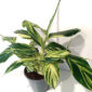 Alpinia Zerumbet variegata