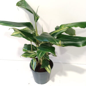 Alpinia Zerumbet variegata