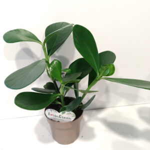 Clusia rosea princess