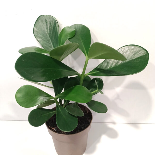 Clusia rosea princess Clusia rosea princess