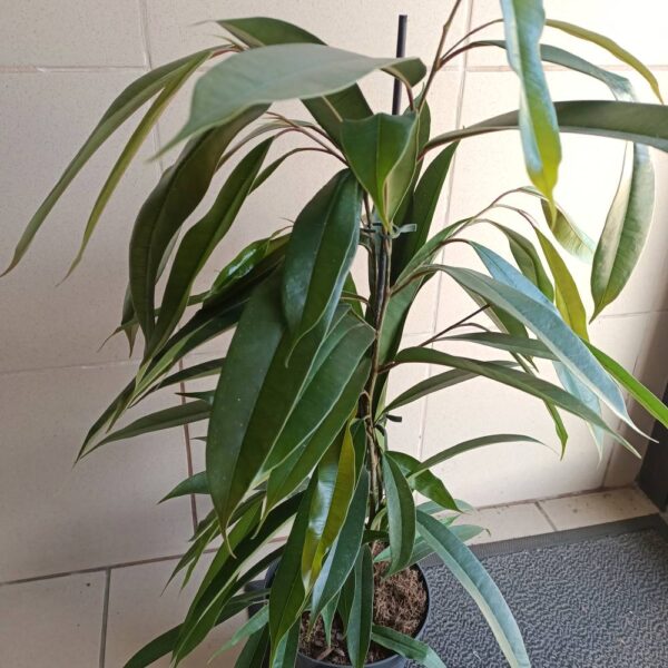 Ficus Amstel King