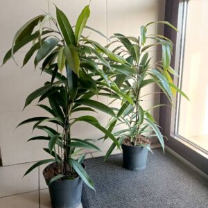 Ficus Amstel King