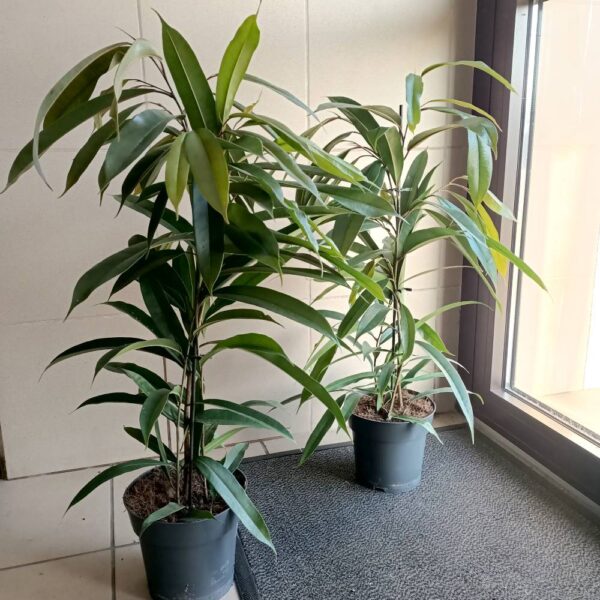 Ficus Amstel King