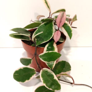 Hoya Flamingo Dream