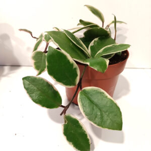 Hoya Flamingo Dream