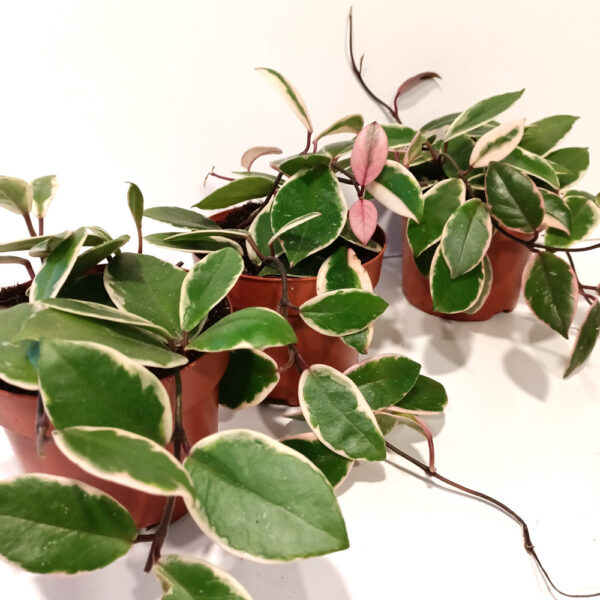 Hoya Flamingo Dream