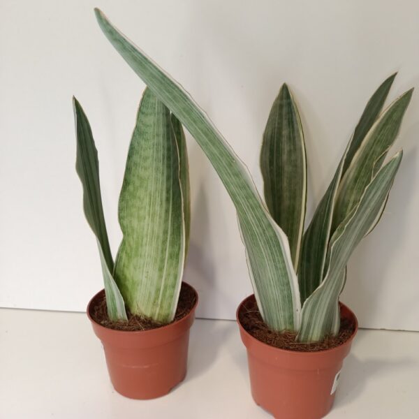 Sansevieria metallica Silver Siam IIgat Sansevieria metallica Silver Siam IIgat