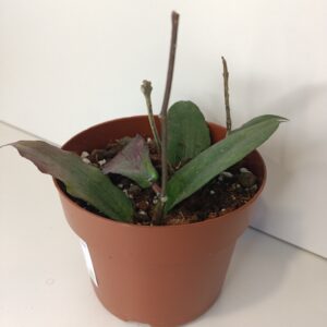 Hoya Erythrina IIgat