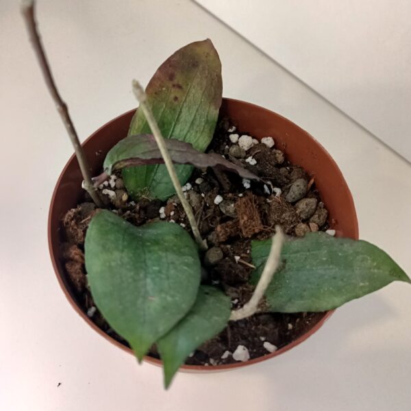 Hoya Erythrina IIgat Hoya Erythrina IIgat