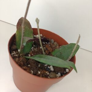 Hoya Erythrina IIgat