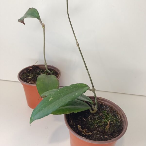 Hoya Erythrina IIgat