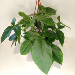 Syngonium Trileaf Wonder-zroślicha