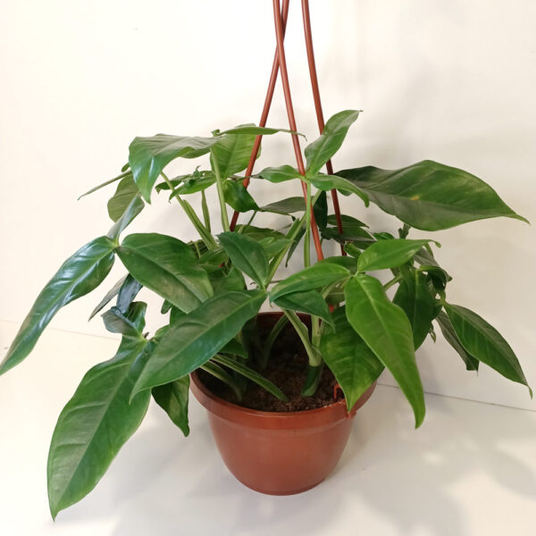 Syngonium Trileaf Wonder-zroślicha Syngonium Trileaf Wonder-zroślicha