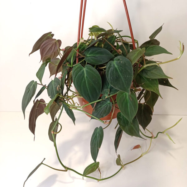 Filodendron scandens micans Filodendron scandens micans
