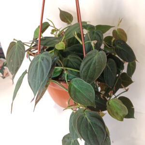 Filodendron scandens micans