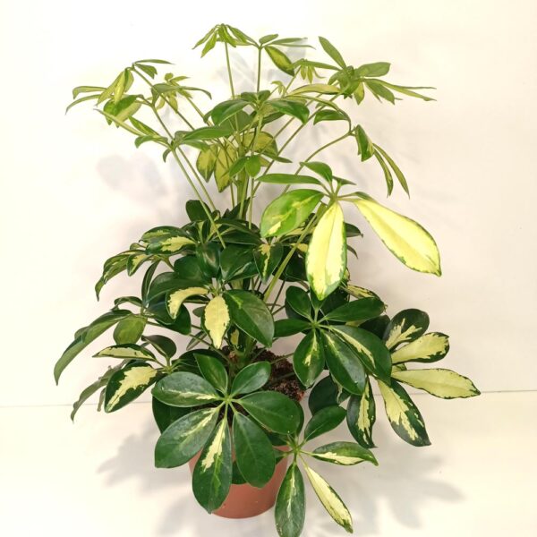 Schefflera arboricola Gerda (szeflera) Schefflera arboricola Gerda (szeflera)