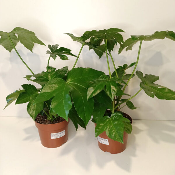 Fatsia japonica