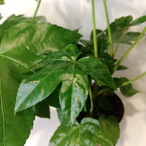 Fatsia japonica