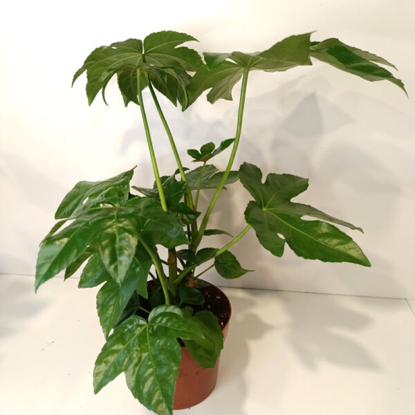 Fatsia japonica Fatsia japonica