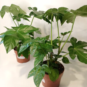 Fatsia japonica
