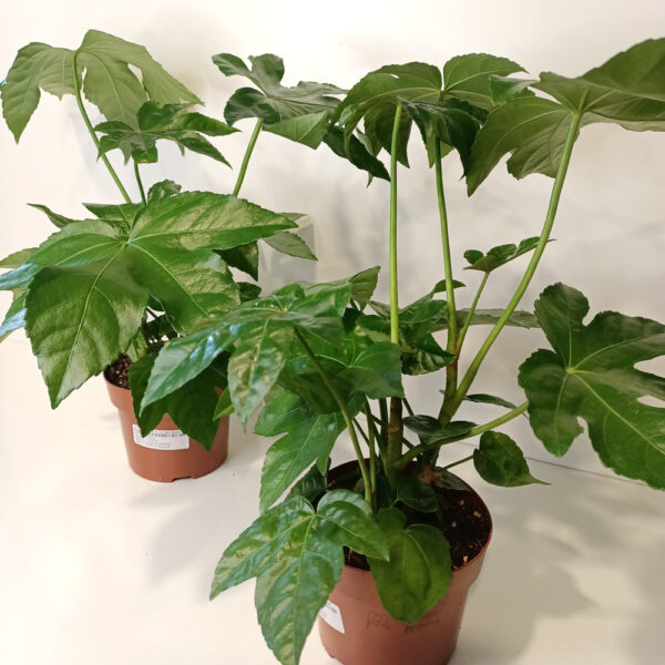 Fatsia japonica