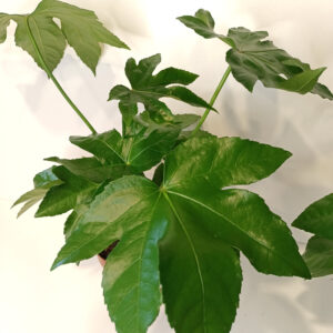 Fatsia japonica