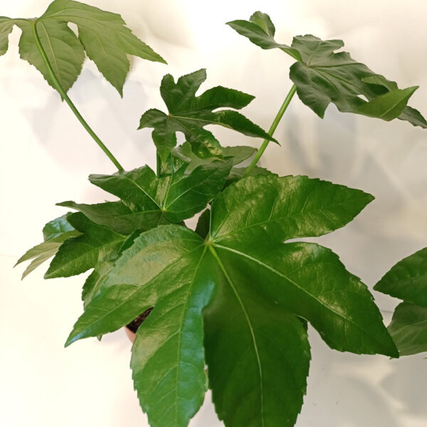 Fatsia japonica